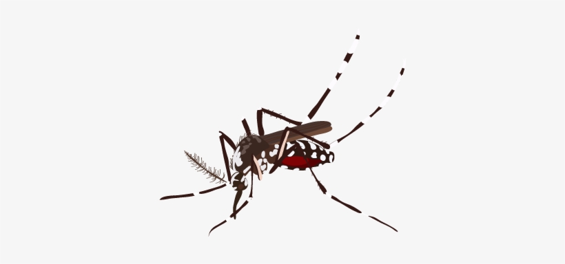 201410 Mosquito - Mosquito Png, transparent png download