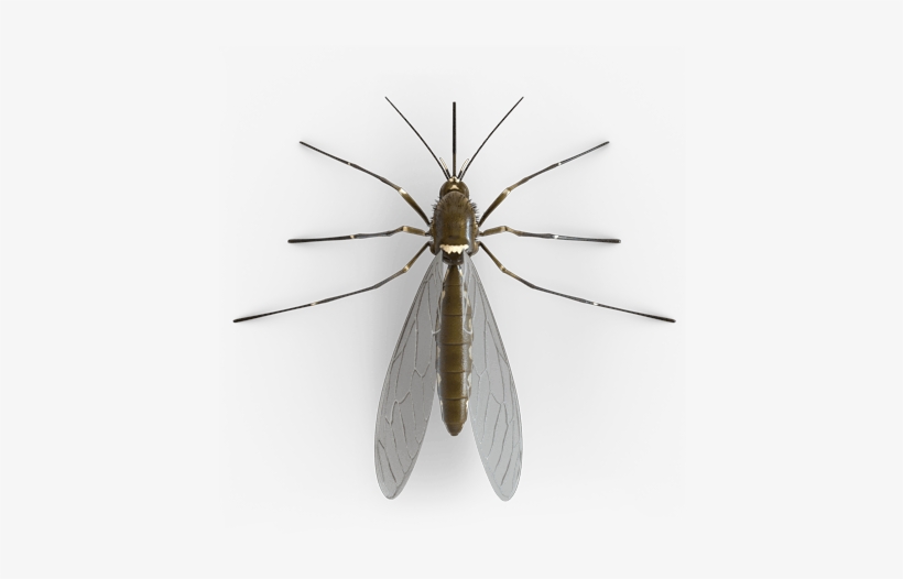 Mosquito, transparent png download