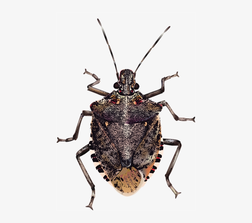 Image Black And White Bugs Frames Illustrations Hd - Brown Marmorated Stink Bug Transparent, transparent png download