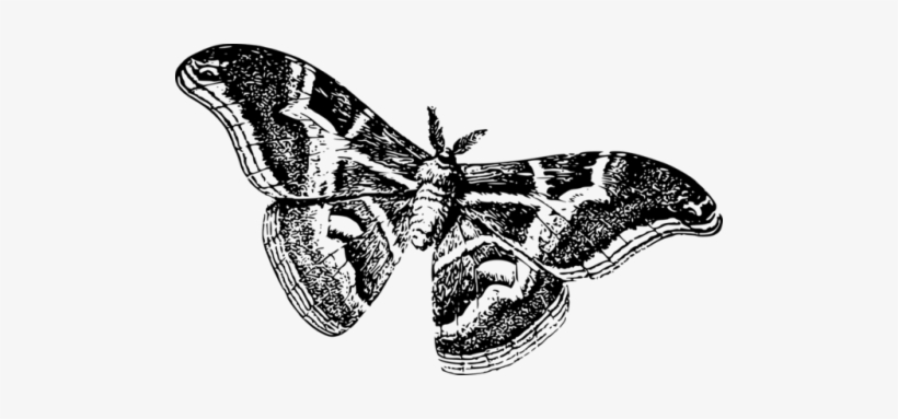 Yewberryboy - Moths Black And White, transparent png download