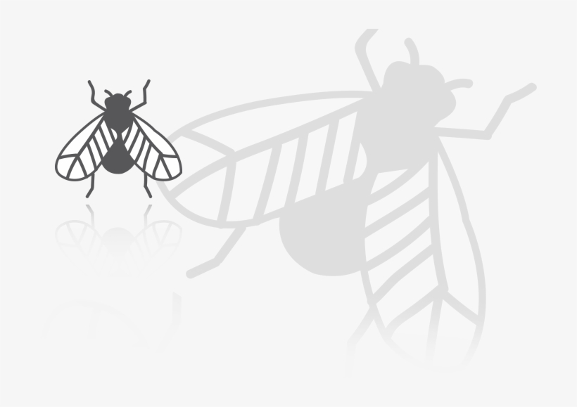 Insects - Insect, transparent png download