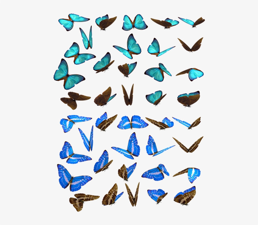 Free Photo Butterflies Swarm Butterfly Iridescent Blue - Borboletas Enxame, transparent png download