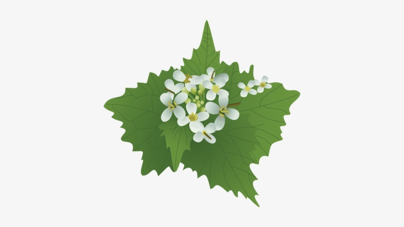 Ian Symbol Alliaria Petiolata - Garlic Mustard, transparent png download