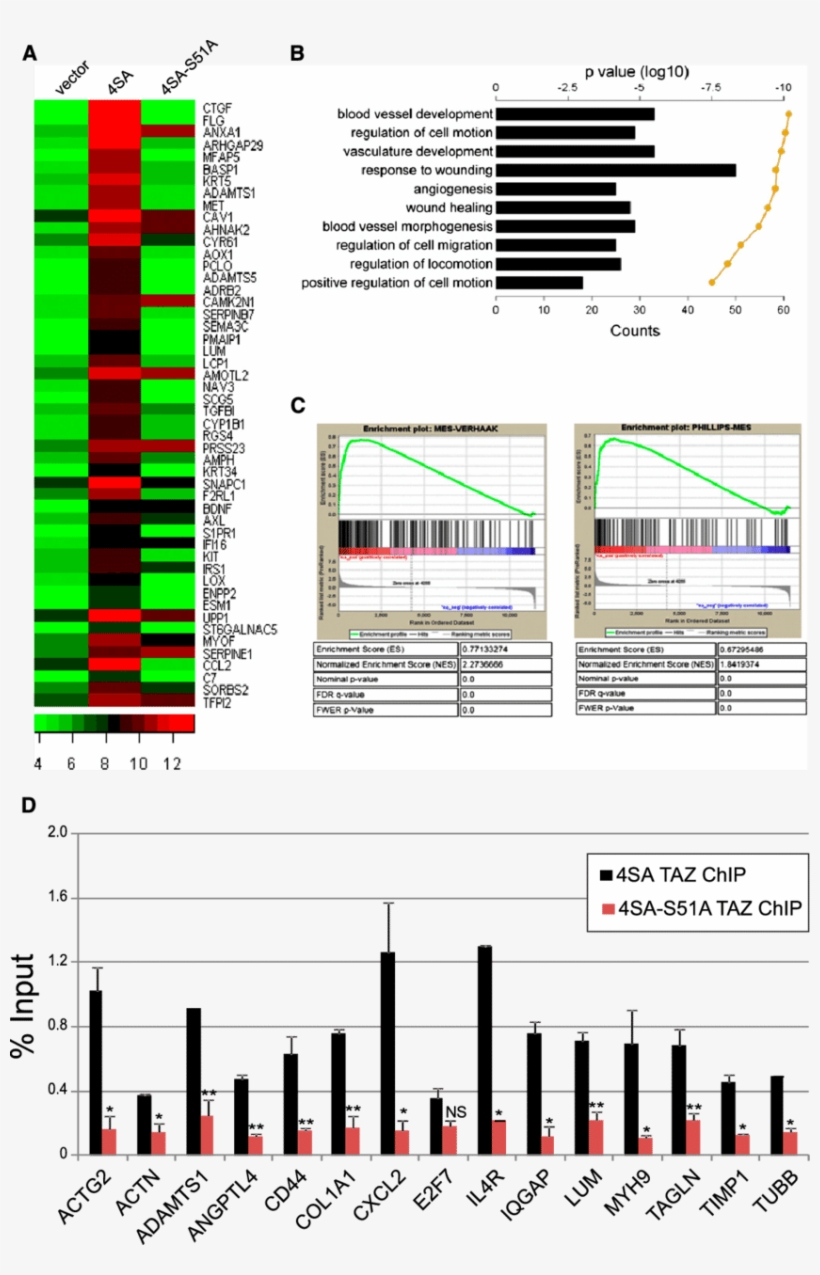 Global Mes Differentiation Induced By Taz-tead Via - Heat Map, transparent png download