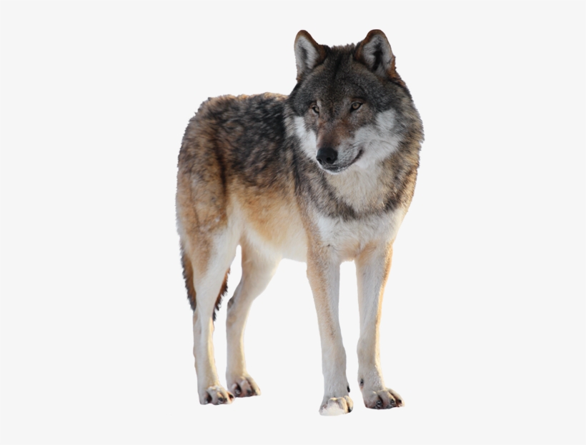 Lobo Png - Lobo En Png, transparent png download