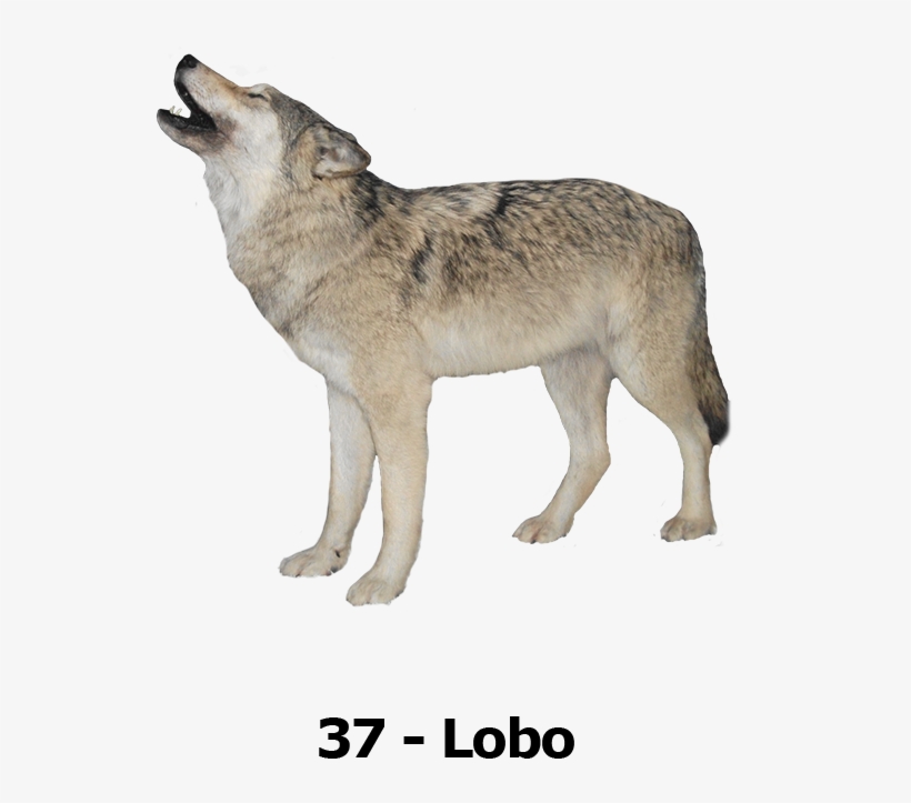 Wolf Transparent Background, transparent png download