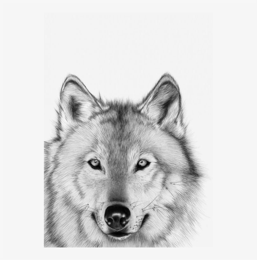 Lobo Blanco Png - Mark Making Art Animal, transparent png download