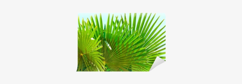 Grass, transparent png download