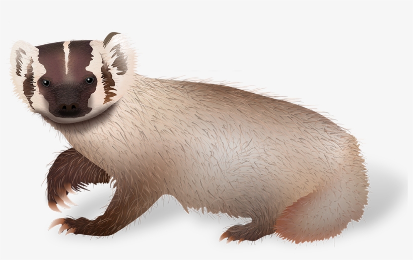 Uwpa On Social Media - Weasel, transparent png download
