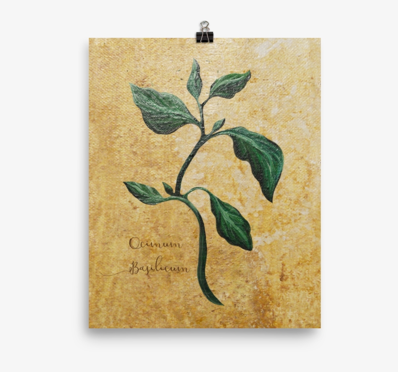 Bay Laurel, transparent png download