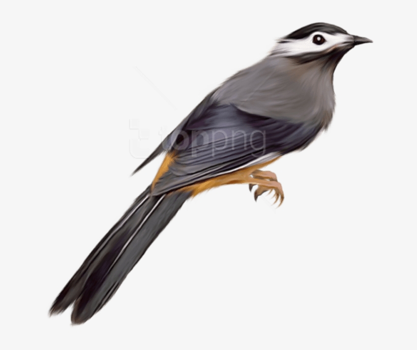 Free Png Download Birds Png Images Background Png Images - Pajaros Png Sin Fondo, transparent png download