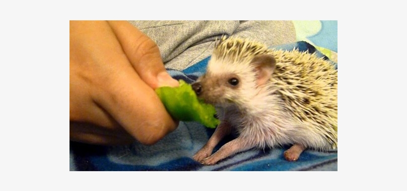 Funny Baby Animals - Domesticated Hedgehog, transparent png download