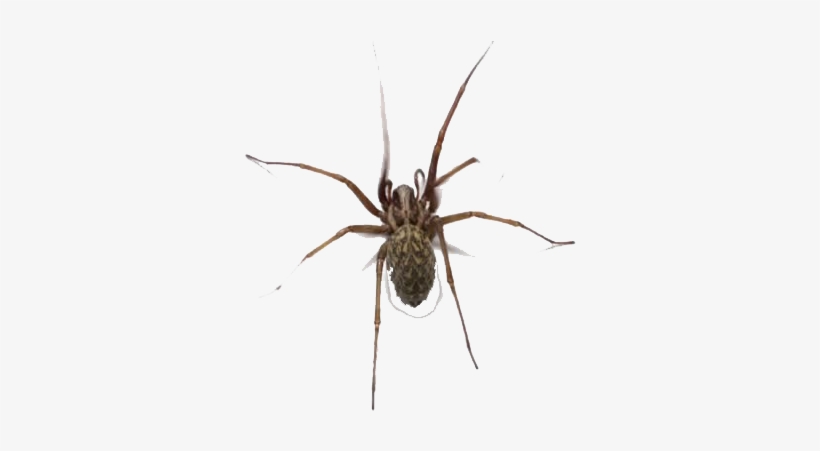 Insect, transparent png download