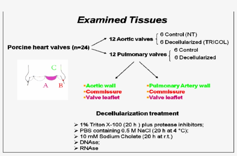 Examined Tissues - - Diagram, transparent png download