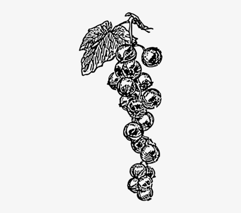 Grape Vine - Grape Vines Clip Art, transparent png download
