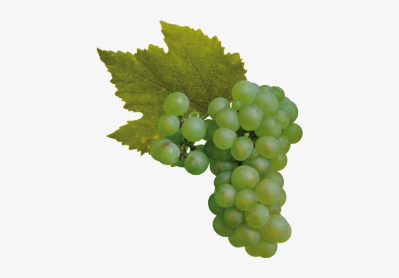 Cantine Ca' Baradei Chardonnay - Pinot Noir Grapes Png, transparent png download