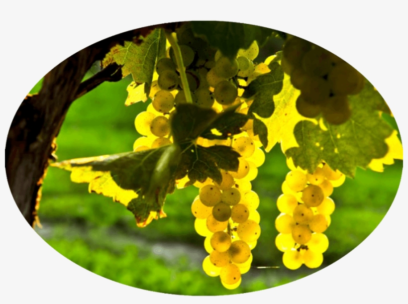 We Have Amazing Grapes, transparent png download