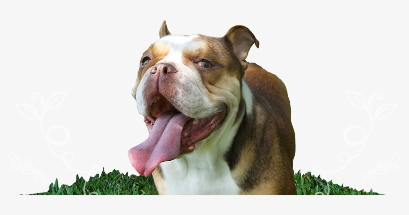 Penelope The Chocolate Tri Mini English Bulldogs - Australian Bulldog, transparent png download