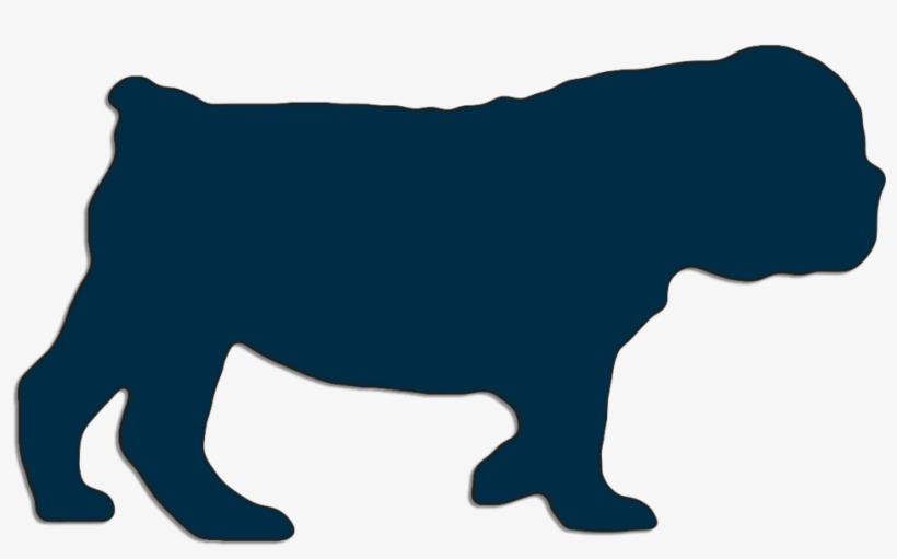 English Bulldog Puppy Walking 2 Months Old, transparent png download