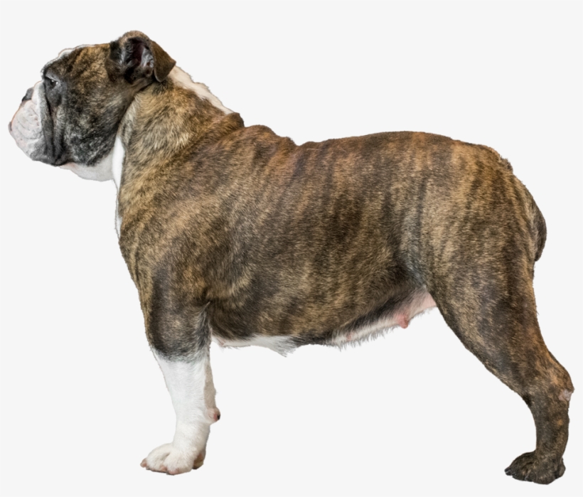 Olde English Bulldogge, transparent png download