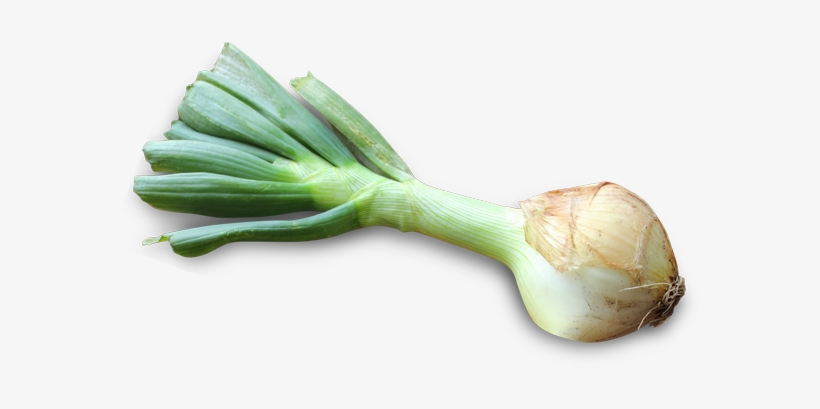Cebola Nova Com Rama Courelas Do Monte - Yellow Onion, transparent png download