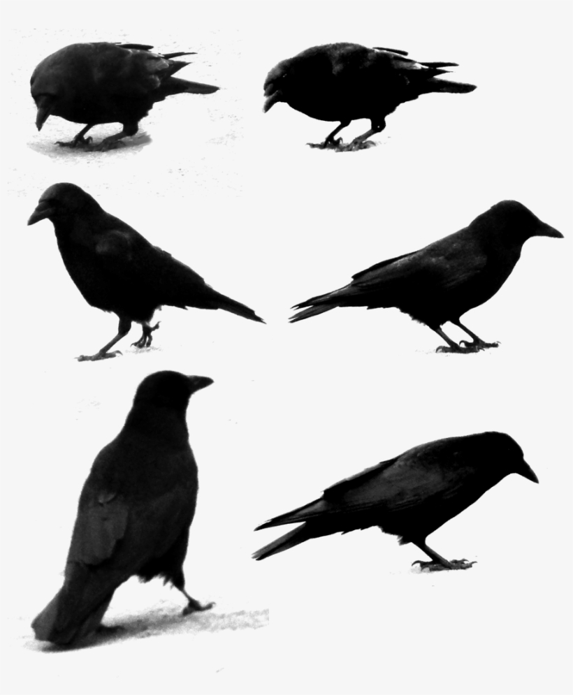 Raven Png - American Crow, transparent png download