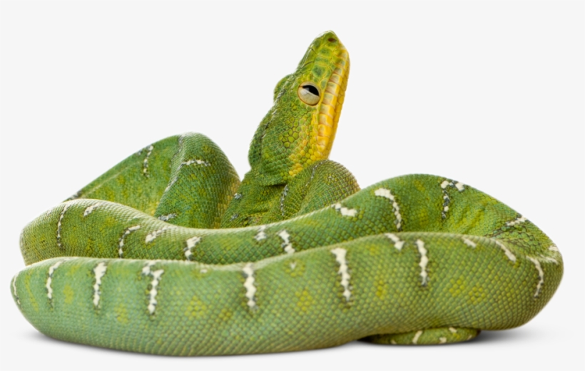 Canopy Animals, transparent png download