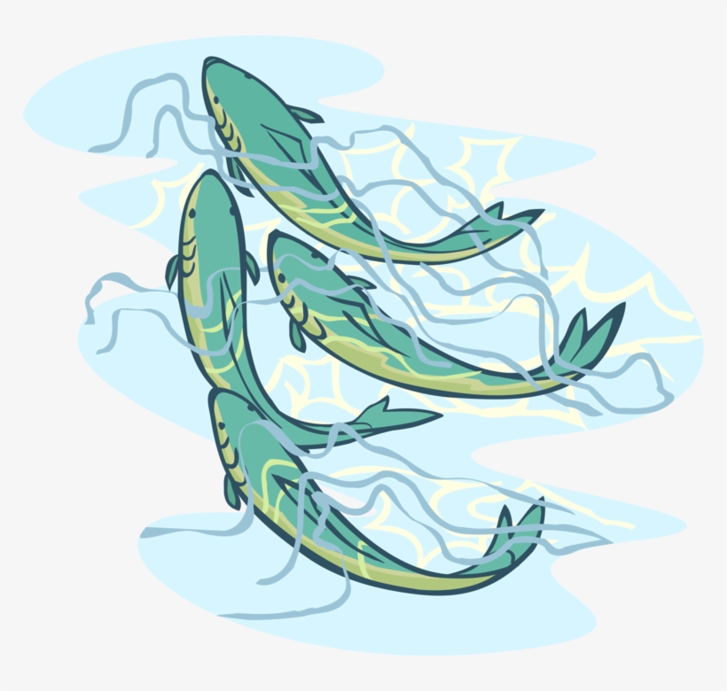Vector Illustration Of Aquatic Carp Fish Swimming Together - Japanese Carp Fish, transparent png download