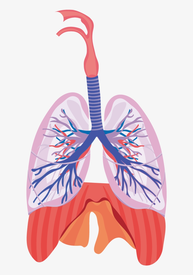 Svg Black And White Library Respiratory System Respiration - Chronic Obstructive Pulmonary Disease Condition, transparent png download