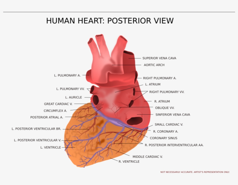 Medium Image - View Of Human Heart, transparent png download