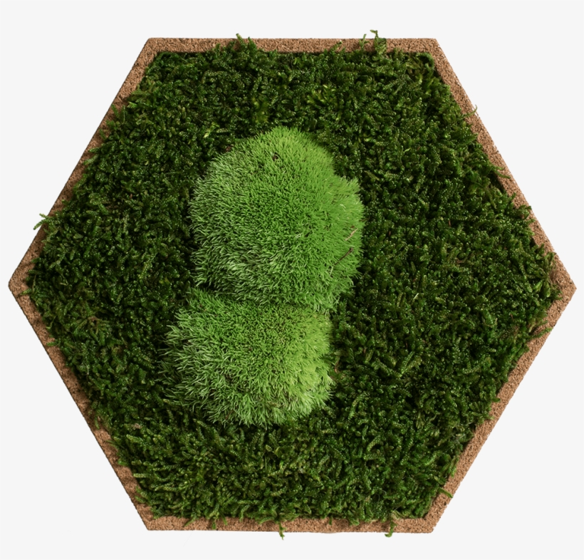 Cork Hexagon Pack Of 9, Greening Forest And Pole Moss - Lawn, transparent png download