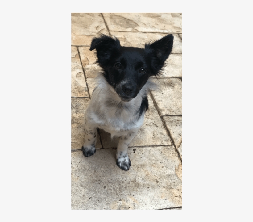 Photo Of Coco Chanel - Companion Dog, transparent png download