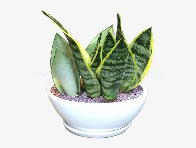 Snake Plant Pt1801 - Houseplant, transparent png download