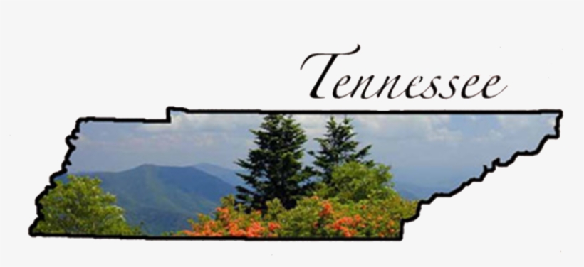 Ten No Map - Shortleaf Black Spruce, transparent png download