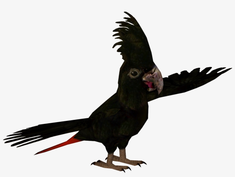 Banksian Cockatoo - Cockatoo, transparent png download