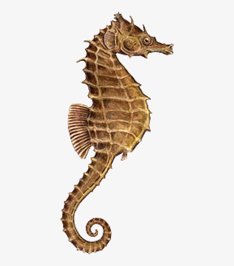Seahorse Png, Download Png Image With Transparent Background, - Sea Horse Png, transparent png download