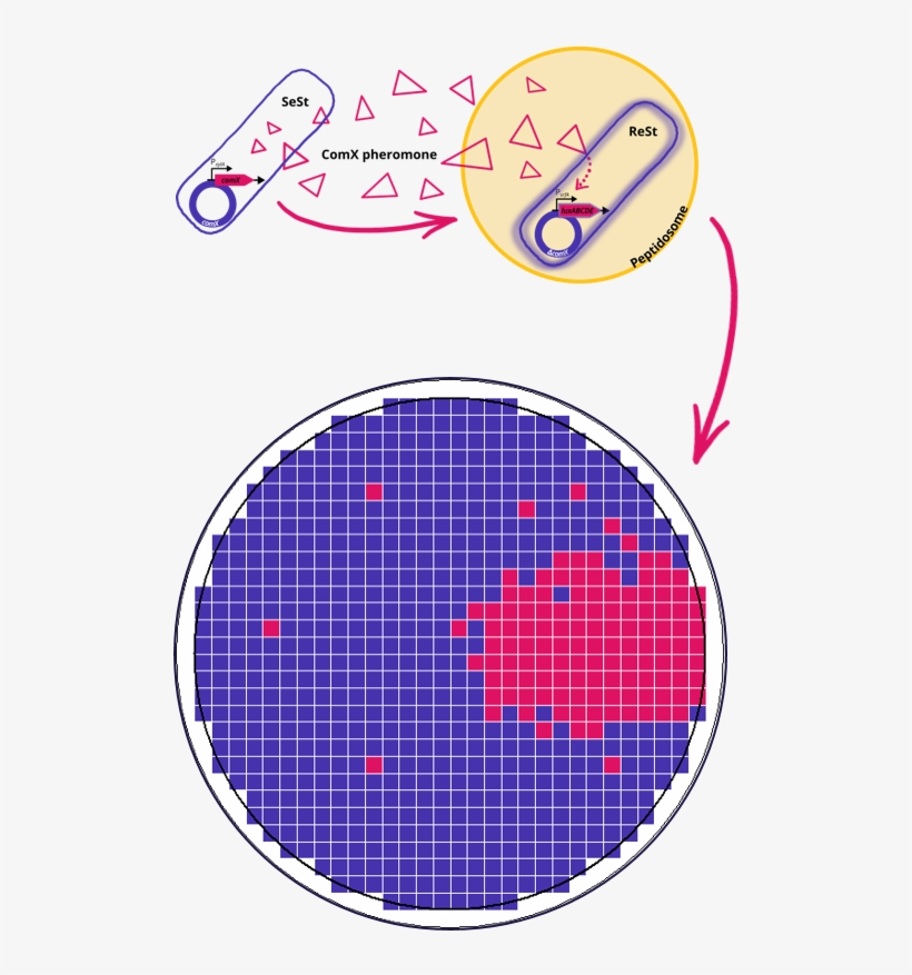 At A Glance - Circle, transparent png download