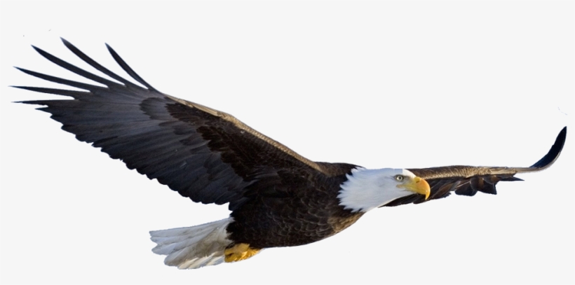 American Flag Eagle Png - Transparent Background Eagle Png, transparent png download
