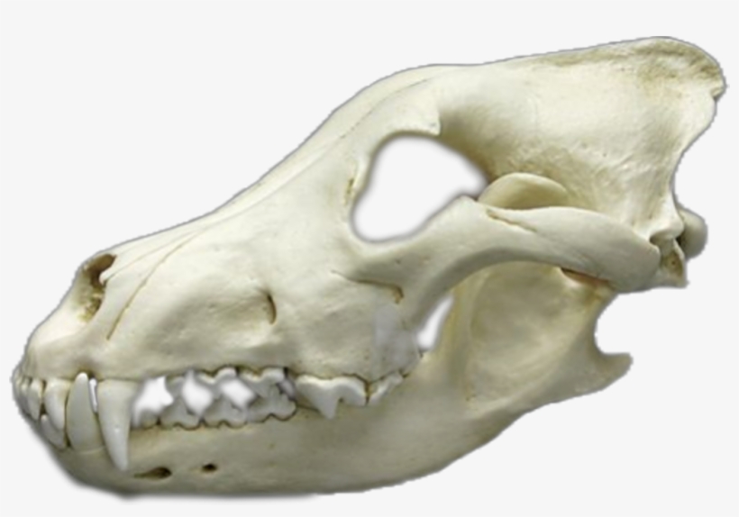 Dire Sticker - Skull, transparent png download