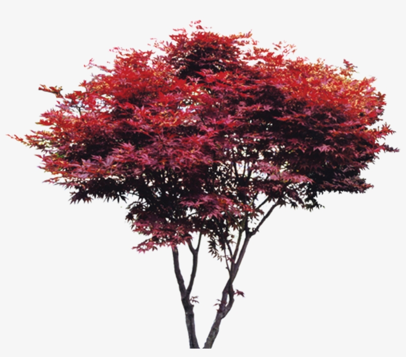 Trees, Tree Trees Creative, Tree, Taobao Maple Clipart, transparent png download