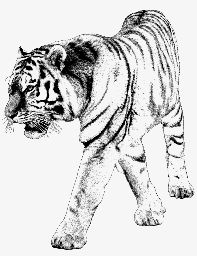 Tiger 2 Image Library Download - Png Backgrounds With Tiger, transparent png download