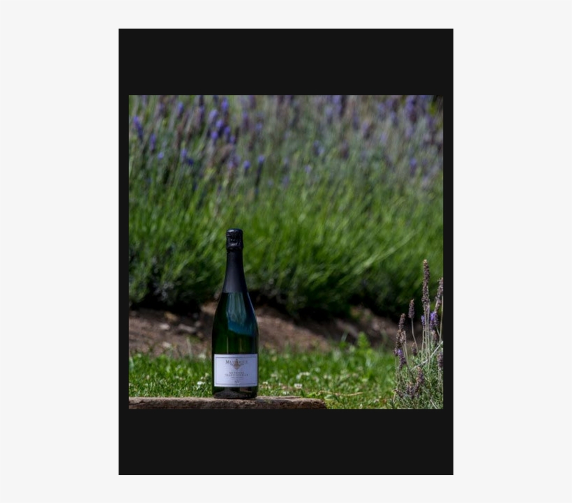 Mudbrick Méthode Traditionelle Nv Marlborough - Glass Bottle, transparent png download