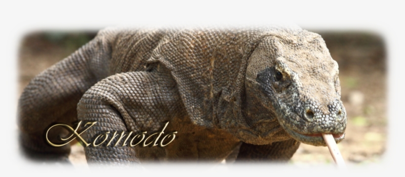 My Old Projects - Con Komodo, transparent png download