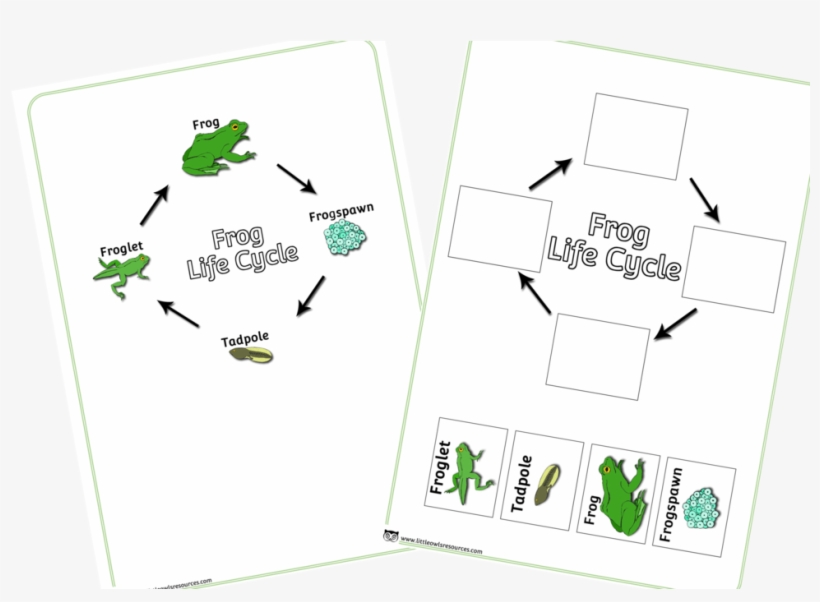 Free Frog Life Cycle Cut And Stick Poster Early Years, transparent png download