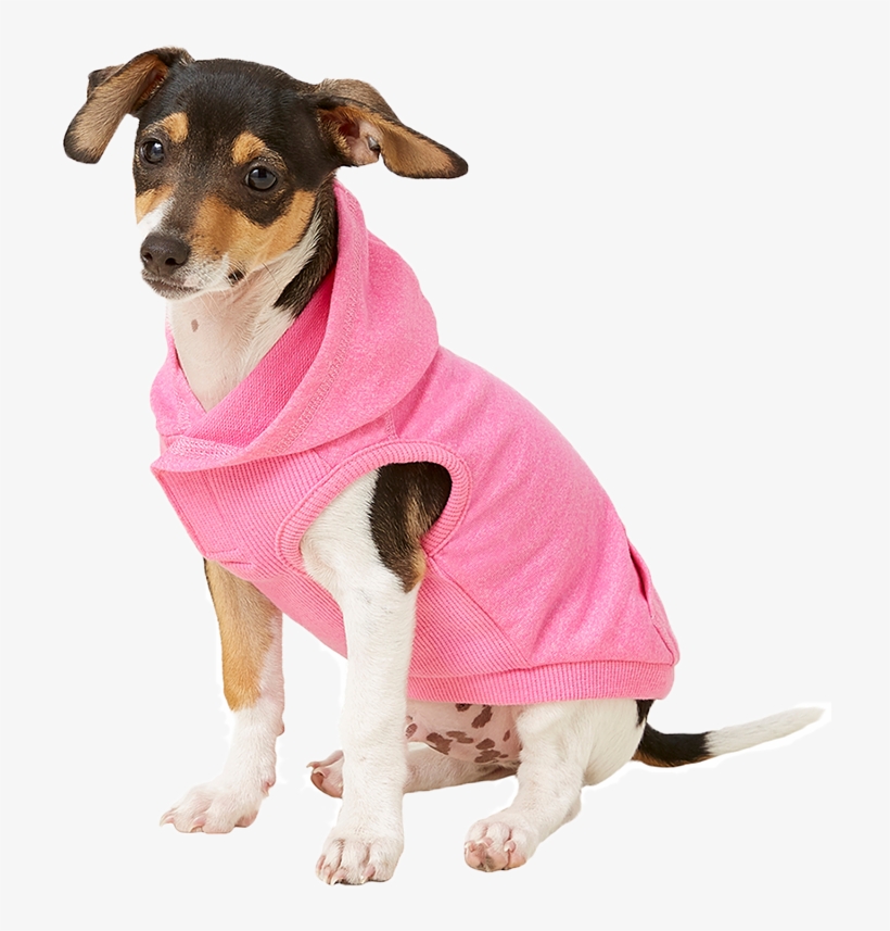 Dog Winter Clothes - Companion Dog, transparent png download