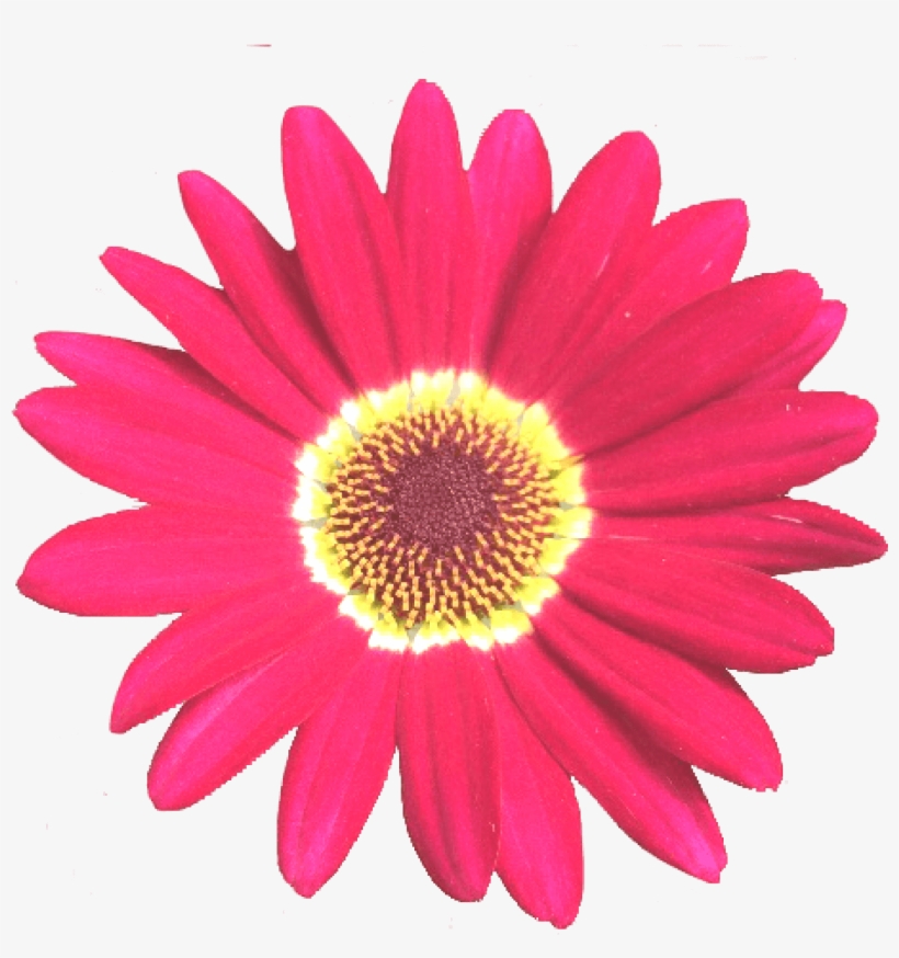 Grandaisy Red 6 Cm Daisy Flowers Early Blooming Argyranthemum - Bp Scholarship, transparent png download