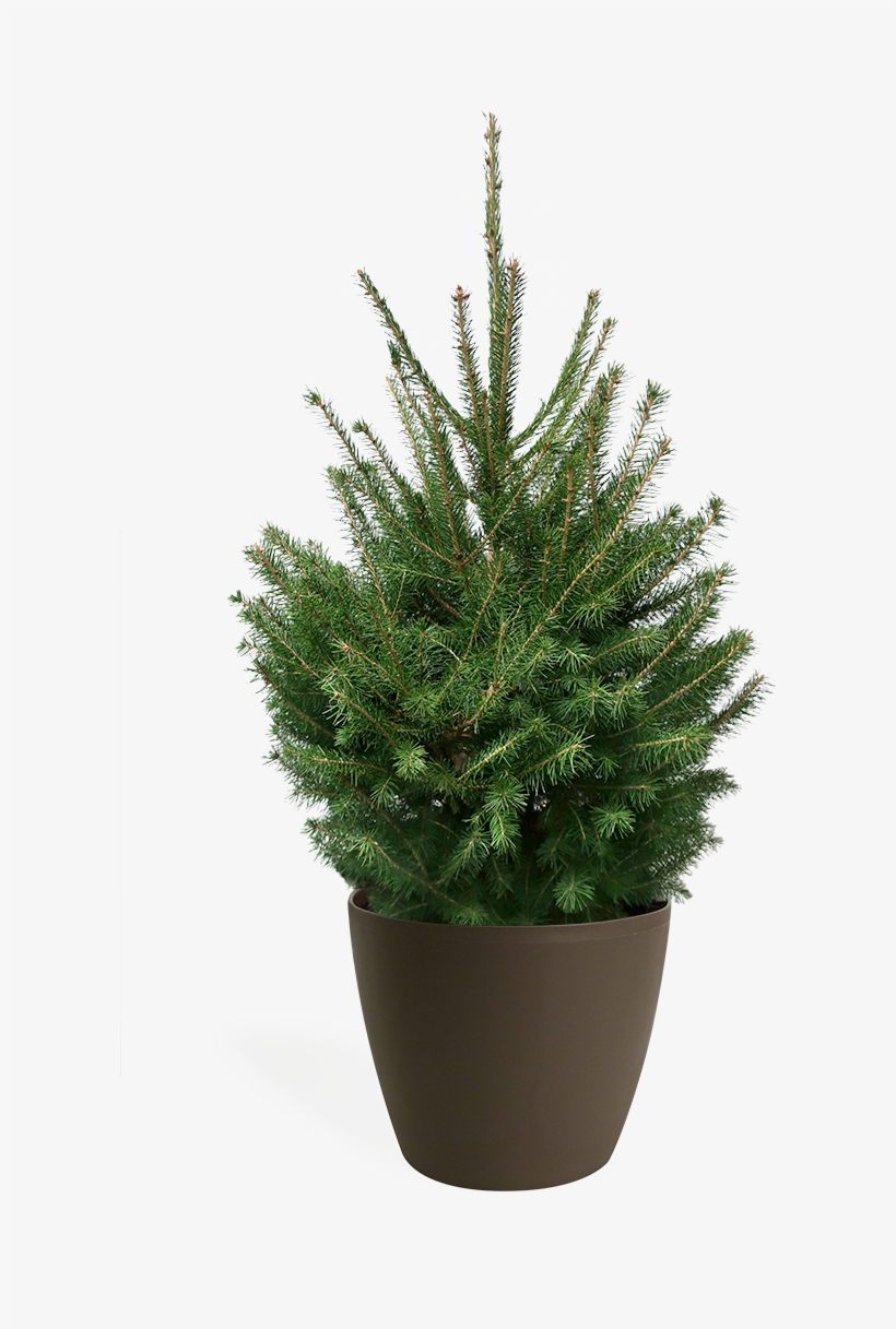 3' Living Norway Spruce Christmas Tree - Tesco Real Christmas Trees, transparent png download