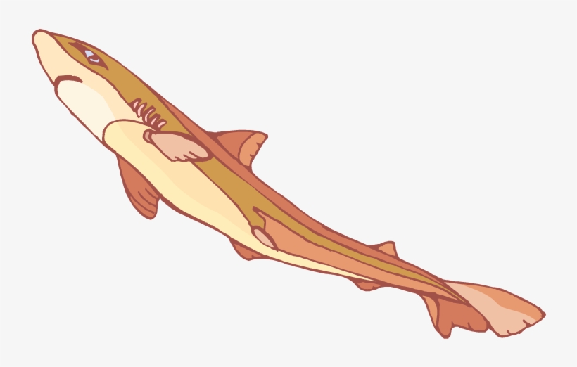 Shark Clipart - Tiger Shark, transparent png download