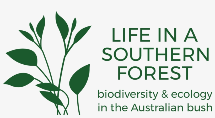 Life In A Southern Forest, transparent png download