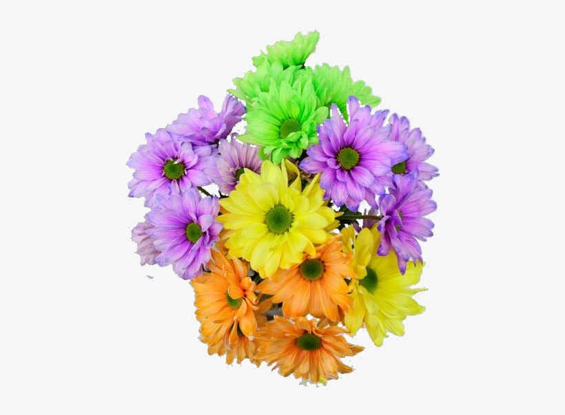 Easter Roses, Beautiful Roses, Best Flowers, Retail - African Daisy, transparent png download
